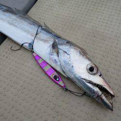 Chase（チェイス） 釣果