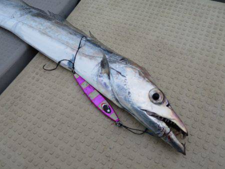 Chase（チェイス） 釣果