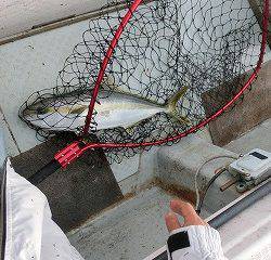 第二清洋丸 釣果