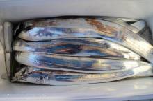 KIM Fishing Guide Ser…