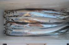 KIM Fishing Guide Service 釣果