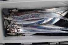 KIM Fishing Guide Ser…