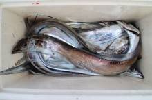 KIM Fishing Guide Service 釣果