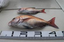 KIM Fishing Guide Service 釣果