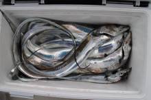 KIM Fishing Guide Service 釣果