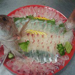 リトルワン 釣果