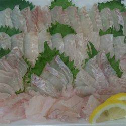 リトルワン 釣果