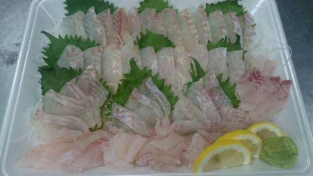 リトルワン 釣果