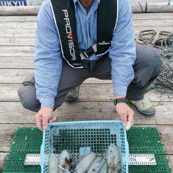 シードリーム 釣果