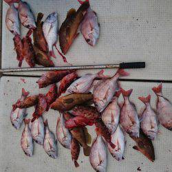 リトルワン 釣果