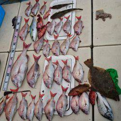 リトルワン 釣果