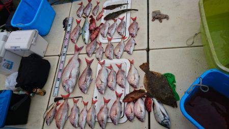 リトルワン 釣果