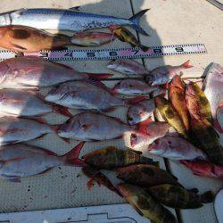 リトルワン 釣果