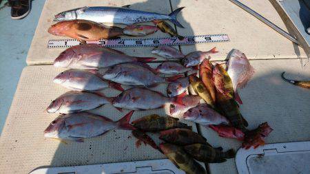 リトルワン 釣果