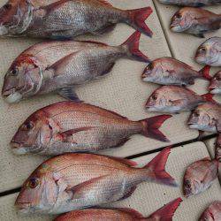 リトルワン 釣果