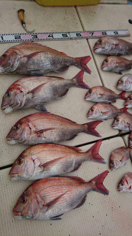 リトルワン 釣果