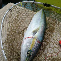 リトルワン 釣果