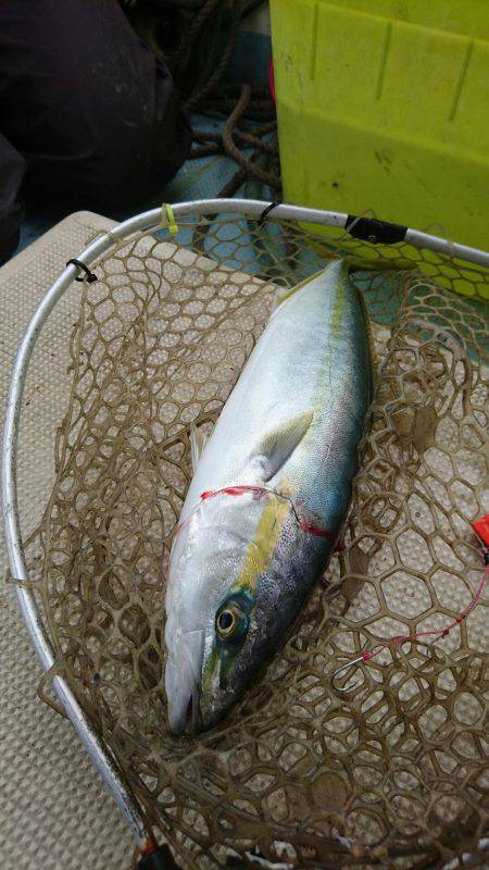 リトルワン 釣果