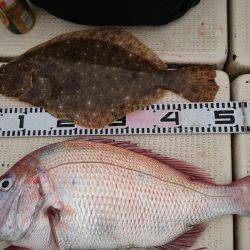 リトルワン 釣果