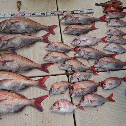 リトルワン 釣果