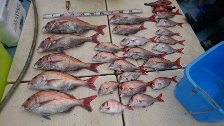 リトルワン 釣果