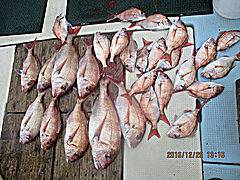 遊漁船 未紗奈 釣果