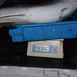 ジギング船 BLUEWATER 釣果