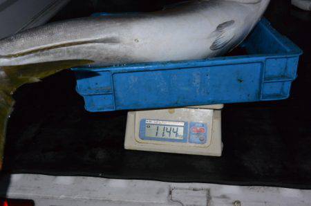 ジギング船 BLUEWATER 釣果