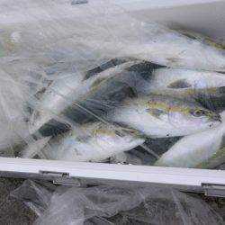 ジギング船 BLUEWATER 釣果