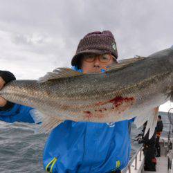 ジギング船 BLUEWATER 釣果