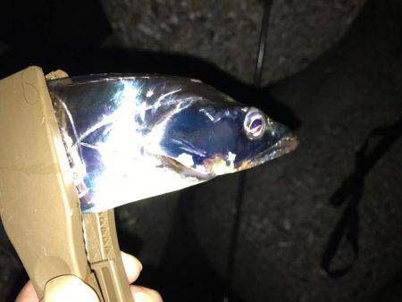 朝マズメルアー