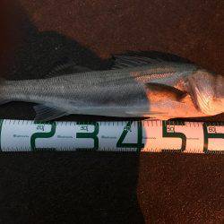 念願のシーバス