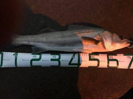 念願のシーバス