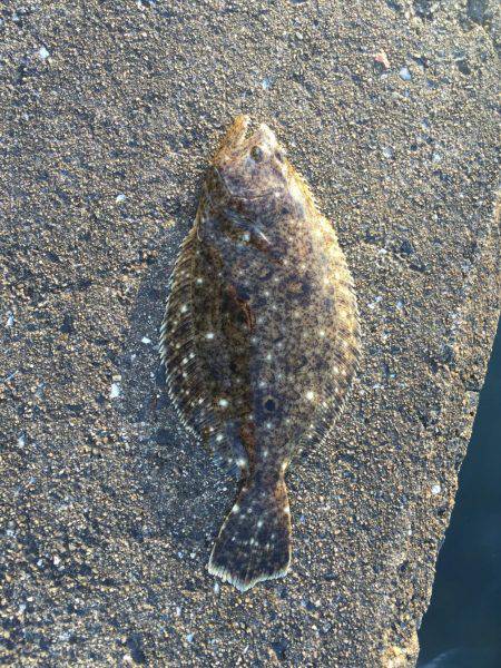 今日も爆釣(^^)/