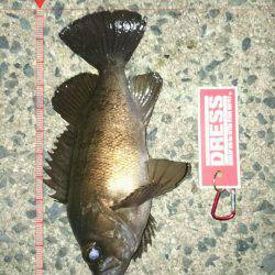 エギングからのメバリング