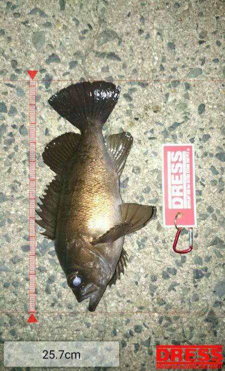 エギングからのメバリング