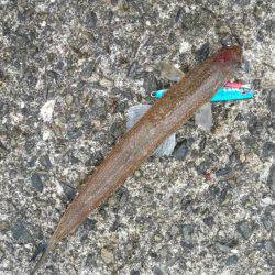 いろいろGET！！