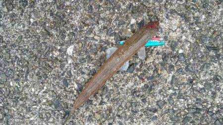 いろいろGET！！