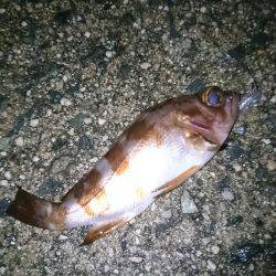 雨を覚悟の上でメバリング