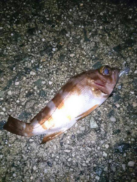 雨を覚悟の上でメバリング