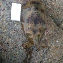 デカイアオリイカ狙いで磯場に