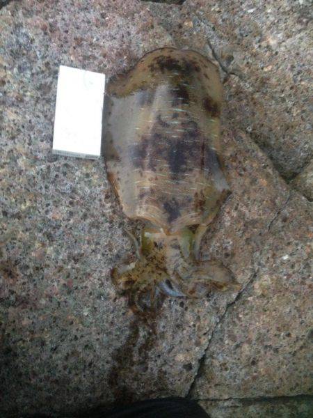 デカイアオリイカ狙いで磯場に