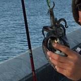 スミイカ釣れました