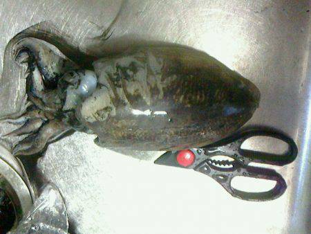 タコ狙いをしていたら水面から襲い掛かってき…