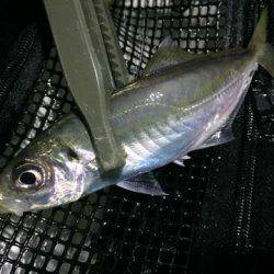 明暗の境目だけでバイトが連発