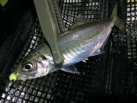 明暗の境目だけでバイトが連発