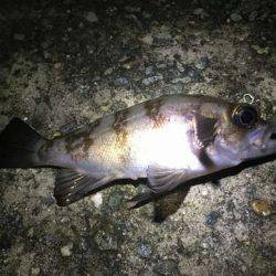 爆風メバリング