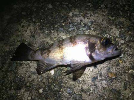 爆風メバリング