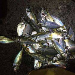 釣り納めファミリーサビキング