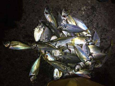 釣り納めファミリーサビキング